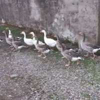 غاز سالم سرحال