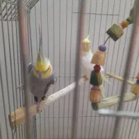 عروس هلندی