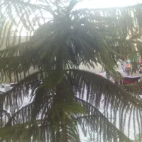 همخونه
