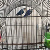 جفت طوطی برزیلی کوتوله