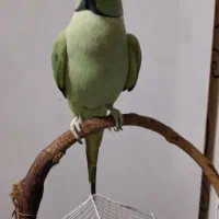 طوطی ملنگو دستی