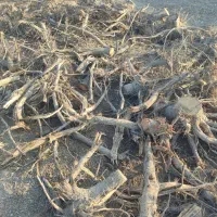 ریشه گردو بدون خاک