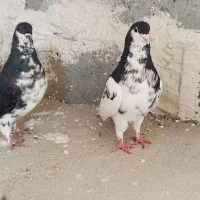 کفتر شهری|پرنده|شیراز, تل حسین‌آباد|دیوار
