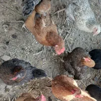 ۲۰ عدد مرغ محلی تخم گذار و جوان