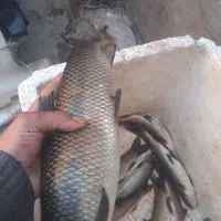 ماهی رودخانه