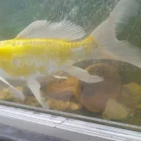 ماهی کوی|ماهی|سلمانشهر, |دیوار