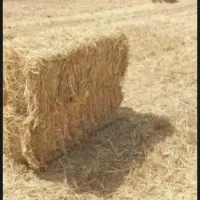 کلش گندم