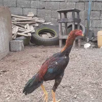 برزیلی قیمت بالا