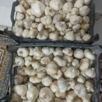 سیر ملایرکاملا ارگانیککلی وجزئی230