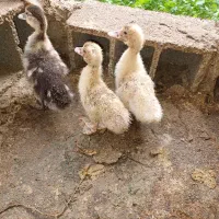 جوجه اردک خارجی