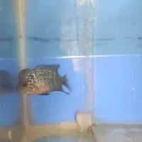 فلاور هورن کامفا