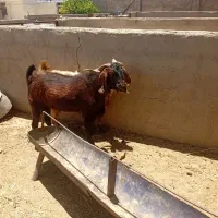 نربز|حیوانات مزرعه|داراب, |دیوار