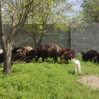 گوسفند همو .قوچ ،بره قوچ ، میش و بره ، نر بر سانن
