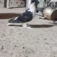 کاکل ساده مگس افغانی پر پا  نره