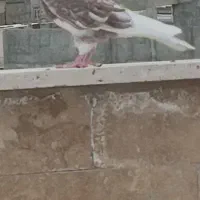 کفتر شازده هما