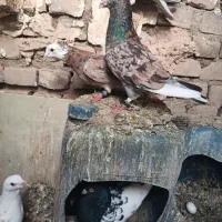 کفتر جفتی