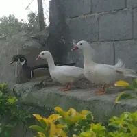 فروش اردک ماندارین