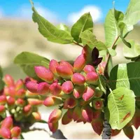 نهال پسته بادامی درجه‌یک گلکده گل‌نرگس