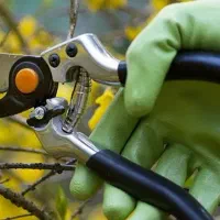 هرس کاری درختان میوه و شخم زنی