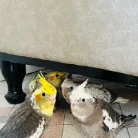 عروس هلندی دو ماهه