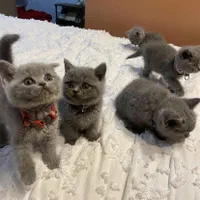 گربه های بریتیش و اسکاتیش اصیل در اهواز