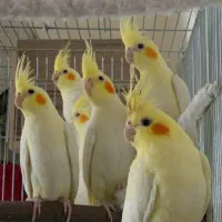 عروس هلندی گرینچیک برزیلی قفس