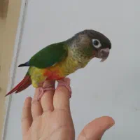 طوطی گرینچیک|پرنده|چناران, |دیوار