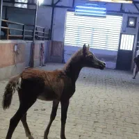 کره نریان عرب دوسر کره کنز