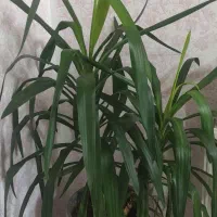 گل طبیعی زیبا وسرحال