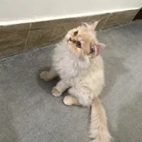 گربه پرشین لانگ هیر|گربه|نیشابور, محله میدان باغات|دیوار