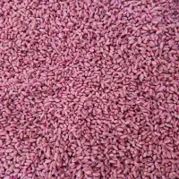 گندم بذری 1 پیشگام آبی ودیمی و سمنویی