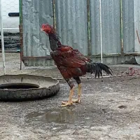 خروس اوشامو 7ماهع دانگ بالا