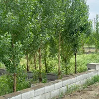 زمین شهرکی|فروش زمین و ملک کلنگی|تهران, شهرک ولیعصر جنوبی|دیوار