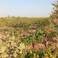 زمین کشاورزی و باغ|فروش زمین و ملک کلنگی|دشتابی, |دیوار