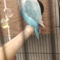 جفت نر و ماده مارال یاسی|پرنده|تهران, عبدل‌آباد|دیوار