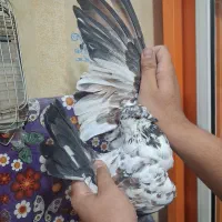 کبوتر شب بلندی