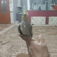 عروس هلندی|پرنده|سنقر, |دیوار