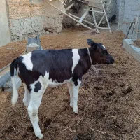 گوساله ماده|حیوانات مزرعه|گرگان, |دیوار