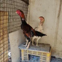 خروس لاری اصیل