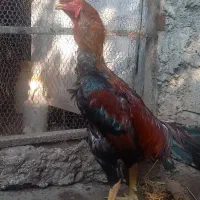 خروس لاری|حیوانات مزرعه|رشت, یخسازی|دیوار