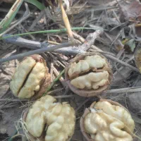 گردو|خوردنی و آشامیدنی|آشخانه, |دیوار