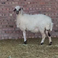 کاور شیرازی لنگ جمل آبستن سنگین