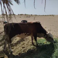 جلب سر حال برای گشتار