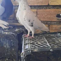 پرشی|پرنده|لالجین, |دیوار