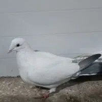 کبوتر|پرنده|مرودشت, محمد آباد|دیوار