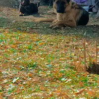 ماده ژرمن فروشی فوری قیمت چهار رو نیم|سگ|خلخال, |دیوار