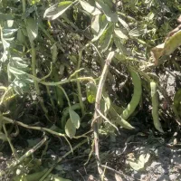 باقله اصل گرگان|عمده‌فروشی|سرپل ذهاب, |دیوار