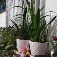 گل پانداندس.. پتوس و سانسوریا