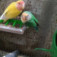 جفت کوتوله لوپ هلویی و بریزیلی|پرنده|زابل, |دیوار