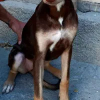 سگ دوبرمن ماده